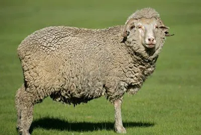 German merino
