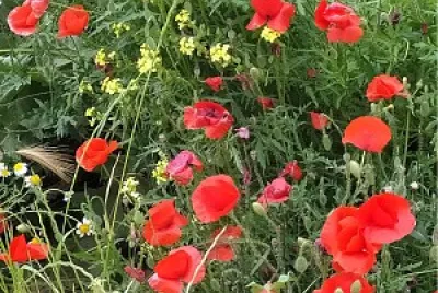 AMAPOLAS