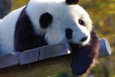 Pandas can eat plants