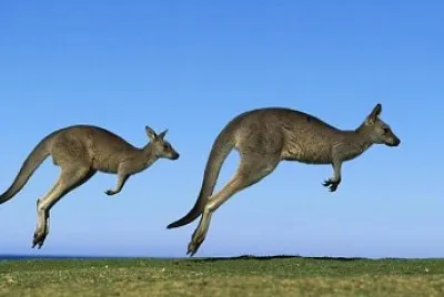 פאזל של les kangourous