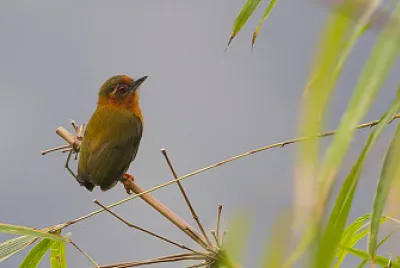 Picchiolo dai sopraccigli