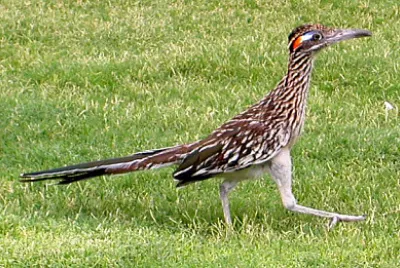 MimÃ¬ maggiore