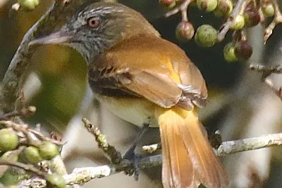 Attila groppaluminosa