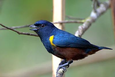 Eufonia pectoralis