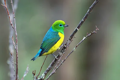 Tangara verde nucablu