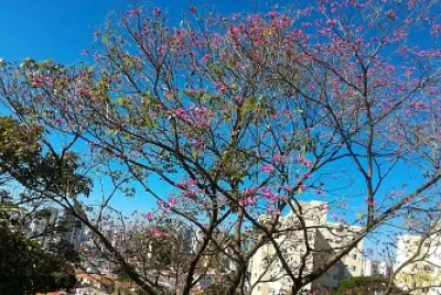 Ipê fundos da Área de Serviço - SP