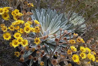 frailejones merida