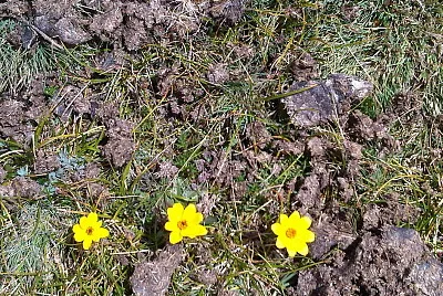solitarias