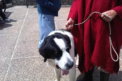 perro nevado