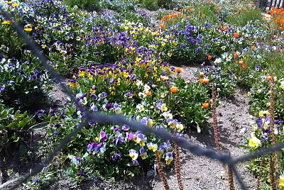 flores