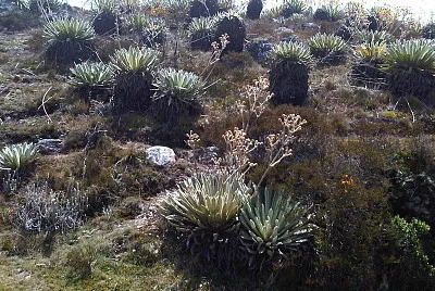 frailejones merida