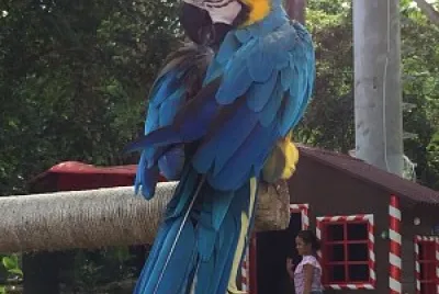 Ave