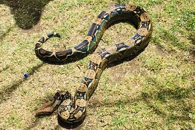 Boa