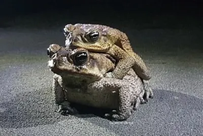 Bufos