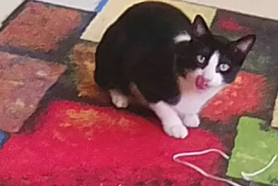 Gato alfombra