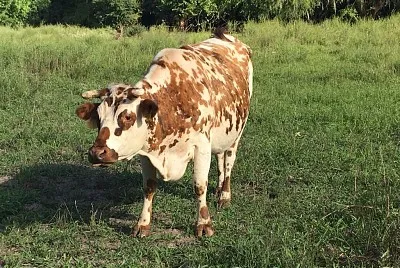 Vaca