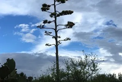 Quiote