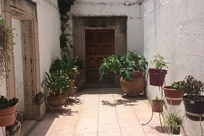 plantas macetas