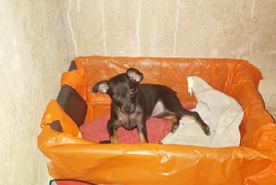 PequeÃ±ita