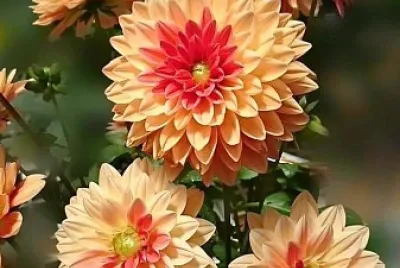 פאזל של flores