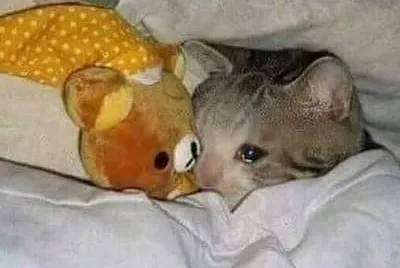 Kitty