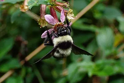 RPPN Alto Montana - Itamonte, MG Brasil