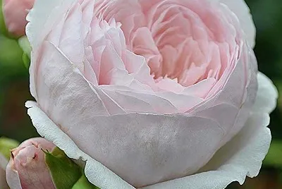 פאזל של flores