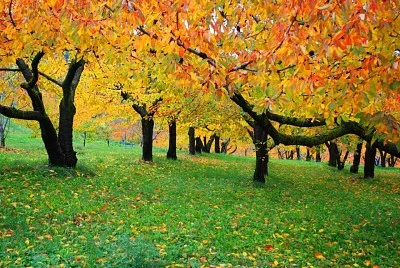 autunno jigsaw puzzle
