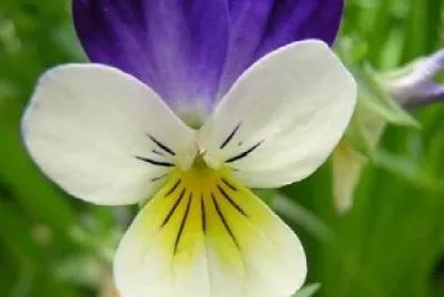 פאזל של flores