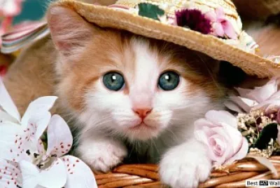 cat