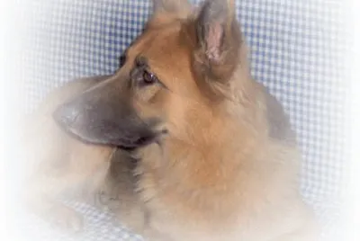 my dog's