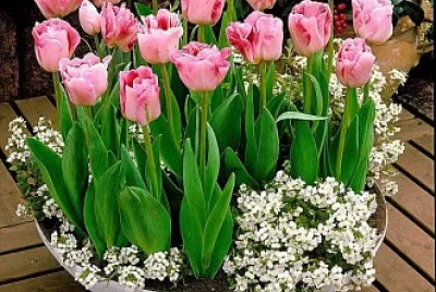 פאזל של flores