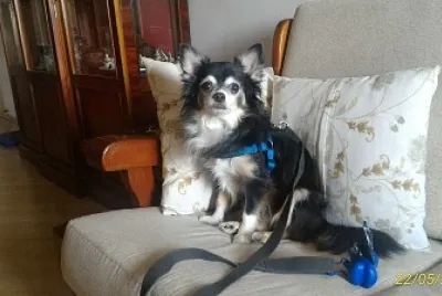 Nick pronto para o passeio