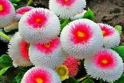 פאזל של Flores blanco y rosado