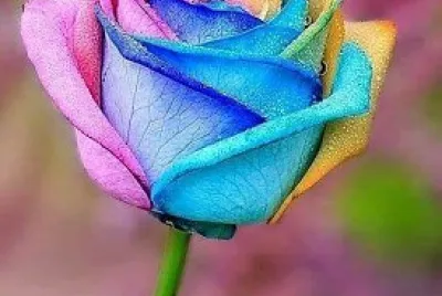 פאזל של rosa multicolor