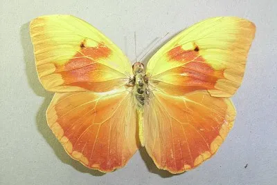 Phoebis avellaneda