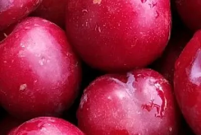 cherries