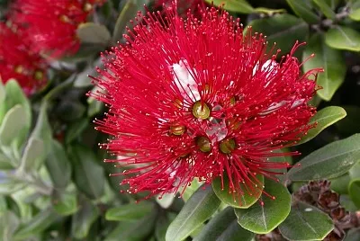 metrosideros aurea jigsaw puzzle