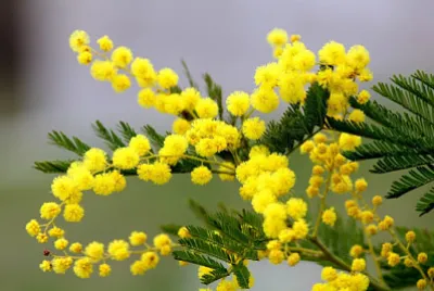 mimosa jigsaw puzzle