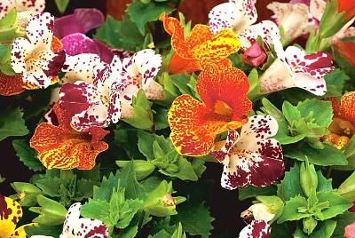 mimulus jigsaw puzzle