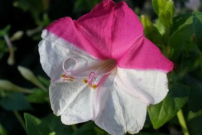 mirabilis jigsaw puzzle