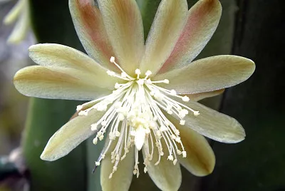 mirtillocactus jigsaw puzzle