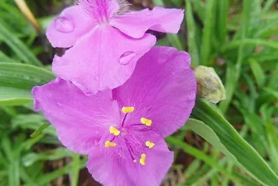 miseria jigsaw puzzle