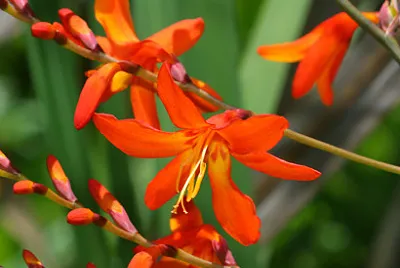 mombrezia jigsaw puzzle