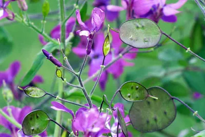 moneta del papa jigsaw puzzle