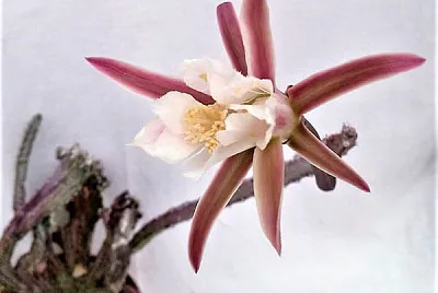 monvillea spegazzini jigsaw puzzle