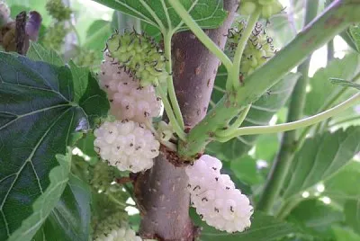 morus alba jigsaw puzzle