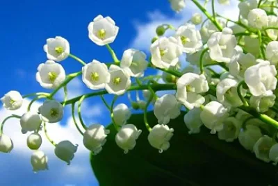 mughetto jigsaw puzzle