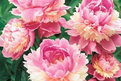 flores