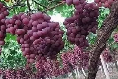 פאזל של frutas